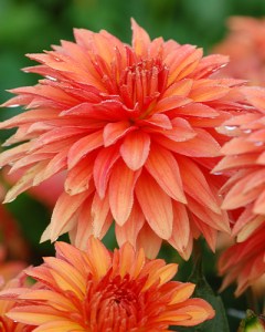 Dahlia Autumn Fairy1